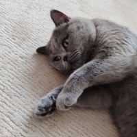 British Shorthair, Kedi  Duman fotoğrafı