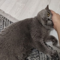 British Shorthair, Kedi  Duman fotoğrafı