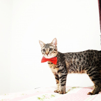 Tekir Kedi, Kedi  Mia fotoğrafı