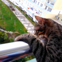 Tekir Kedi, Kedi  Mia fotoğrafı