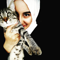Tekir Kedi, Kedi  Mia fotoğrafı