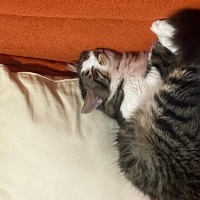Tekir Kedi, Kedi  ulvi fotoğrafı
