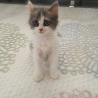 Tekir Kedi, Kedi  Maya ve Kaymak fotoğrafı