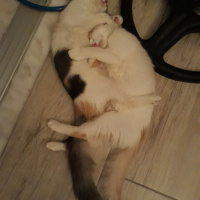Tekir Kedi, Kedi  Maya ve Kaymak fotoğrafı