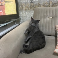 British Longhair, Kedi  Zeytin fotoğrafı