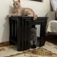 British Longhair, Kedi  Zeytin fotoğrafı