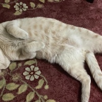 British Longhair, Kedi  We fotoğrafı