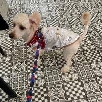 Poodle(Standart Kaniş), Köpek  modi fotoğrafı