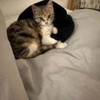 Tekir Kedi, Kedi  SOPHIA fotoğrafı