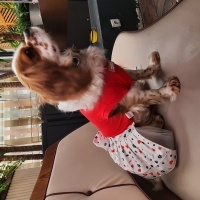 Cavalier King Charles Spanieli, Köpek  COOKIE fotoğrafı
