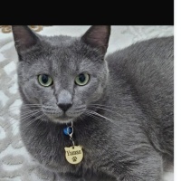 British Shorthair, Kedi  Yaman fotoğrafı