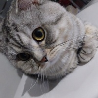Scottish Fold, Kedi  Boncuk fotoğrafı