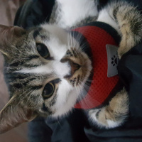 Tekir Kedi, Kedi  mia fotoğrafı