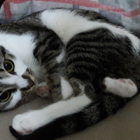 Tekir Kedi, Kedi  mia fotoğrafı