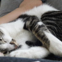 Tekir Kedi, Kedi  mia fotoğrafı