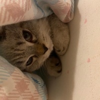 British Shorthair, Kedi  Çakıl fotoğrafı