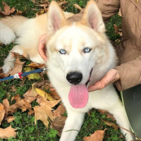 Sibirya Kurdu (Husky), Köpek  ares fotoğrafı