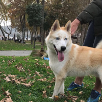 Sibirya Kurdu (Husky), Köpek  ares fotoğrafı