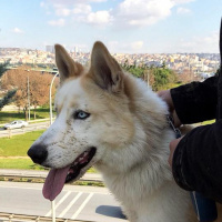 Sibirya Kurdu (Husky), Köpek  ares fotoğrafı