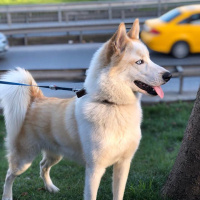 Sibirya Kurdu (Husky), Köpek  ares fotoğrafı