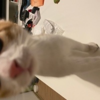 Sarman, Kedi  Megatron fotoğrafı