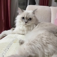 British Longhair, Kedi  Pati mia fotoğrafı