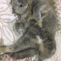 British Shorthair, Kedi  TÜRKAN fotoğrafı