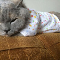 British Shorthair, Kedi  TÜRKAN fotoğrafı