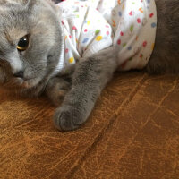 British Shorthair, Kedi  TÜRKAN fotoğrafı