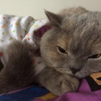 British Shorthair, Kedi  TÜRKAN fotoğrafı