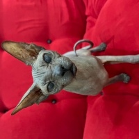 Sphynx, Kedi  Lila fotoğrafı