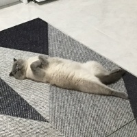 British Shorthair, Kedi  Şans Nuri fotoğrafı