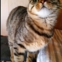 British Longhair, Kedi  Maya fotoğrafı
