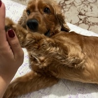 Amerikan Cocker Spaniel, Köpek  Kraker fotoğrafı