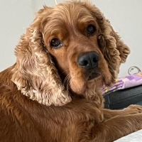 Amerikan Cocker Spaniel, Köpek  Kraker fotoğrafı