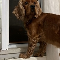 Amerikan Cocker Spaniel, Köpek  Kraker fotoğrafı