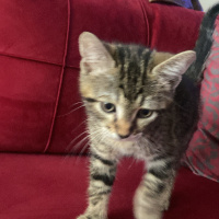 Tekir Kedi, Kedi  Pablo fotoğrafı