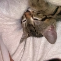Tekir Kedi, Kedi  Pablo fotoğrafı