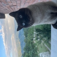 Siyam Kedisi, Kedi  Margos fotoğrafı