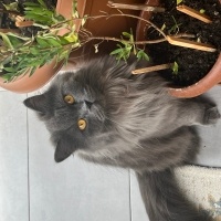 Tiffanie, Kedi  Duman fotoğrafı