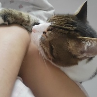 Tekir Kedi, Kedi  Simba fotoğrafı