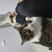 Tekir Kedi, Kedi  Simba fotoğrafı
