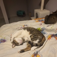 Tekir Kedi, Kedi  Simba fotoğrafı