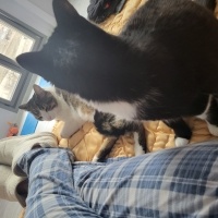 Tekir Kedi, Kedi  Betty fotoğrafı