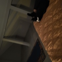 Tekir Kedi, Kedi  Betty fotoğrafı
