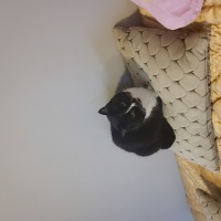 Tekir Kedi, Kedi  Betty fotoğrafı