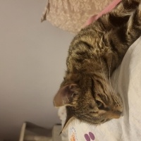 Tekir Kedi, Kedi  Elmas fotoğrafı