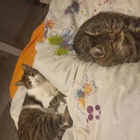 Tekir Kedi, Kedi  Elmas fotoğrafı