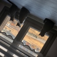 Tekir Kedi, Kedi  Elmas fotoğrafı