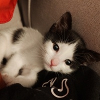 Tuxedo (Smokin) Kedi, Kedi  Köfte fotoğrafı